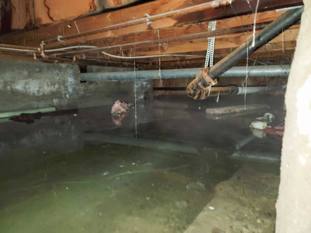 Best Basement water damage restoration  in Berwyn Heights, MD